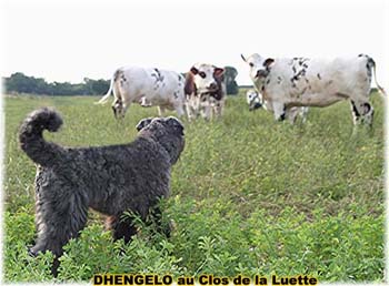 le bouvier des flandres et les vaches - Elevage du CLOS DE LA LUETTE - COPYRIGHT DEPOSE