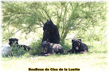 Bouvier des Flandres image  -  Elevage du Clos de la Luette - Copyright déposé